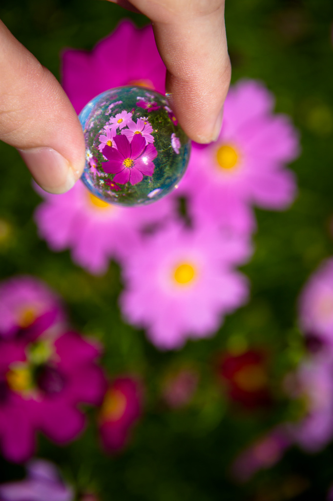 cosmos drop