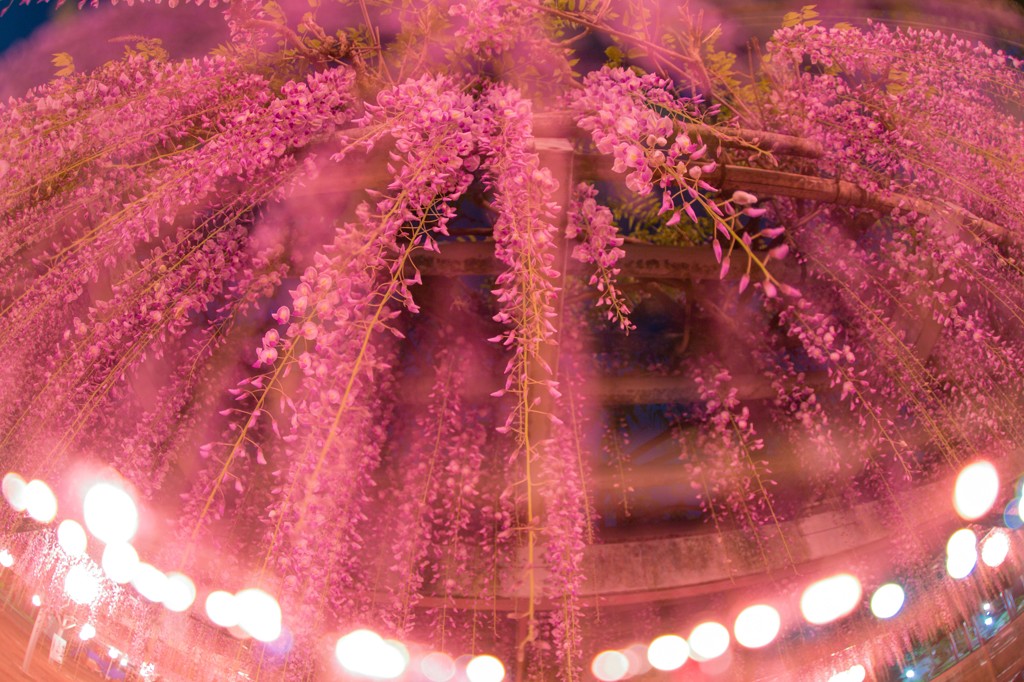 wisteria flowers