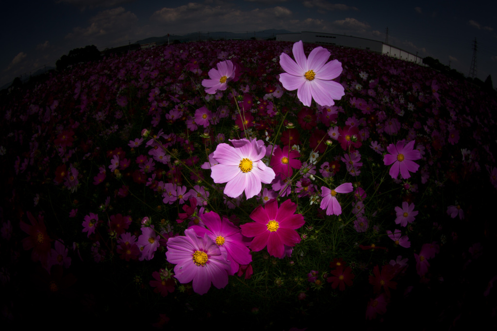cosmos Black