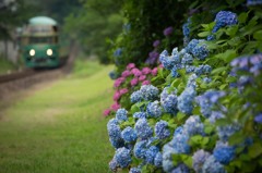 hydrangea colors