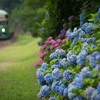 hydrangea colors