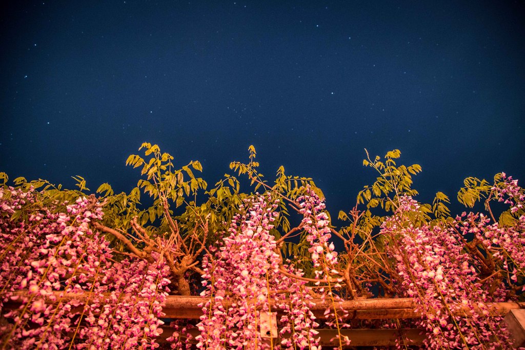 wisteria&stars
