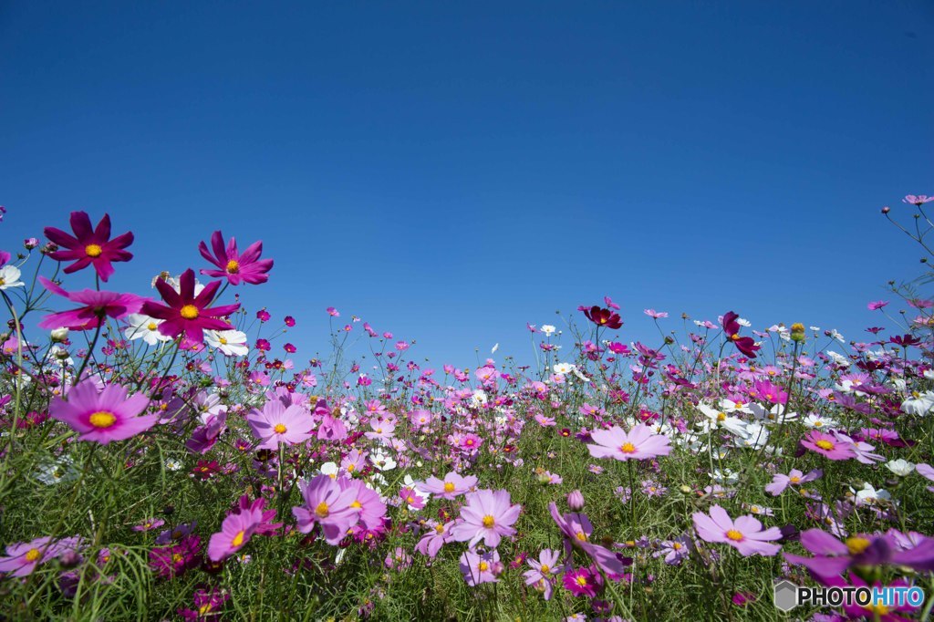 秋桜 sky