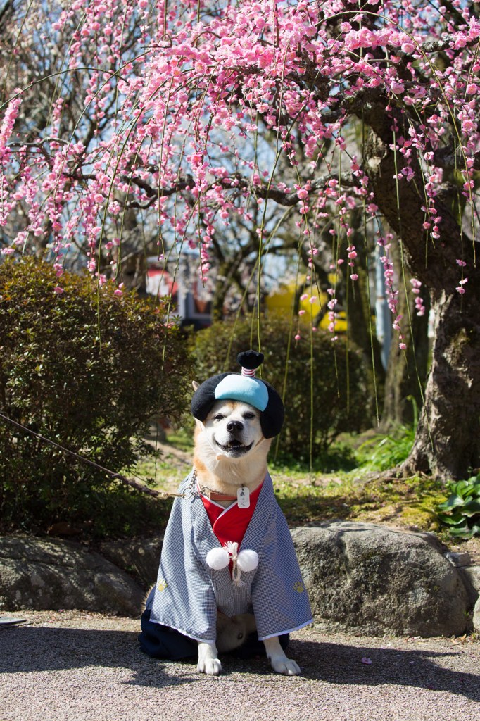 春に訪れた、殿様犬