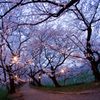 SAKURA dancing