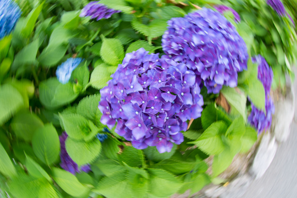 梅雨ぐるぐる