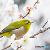 春の訪れ