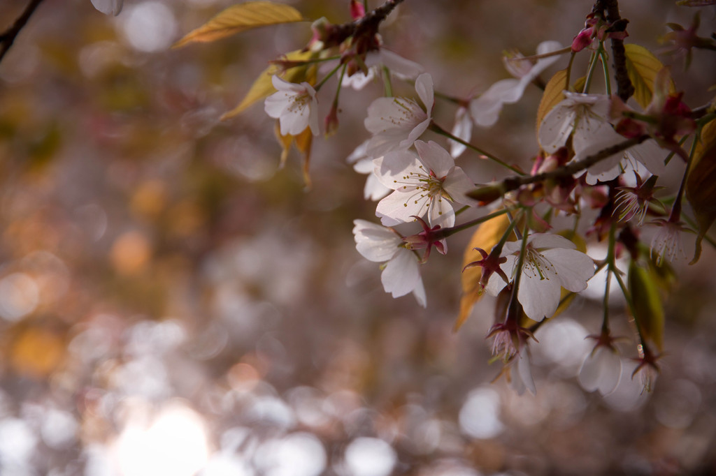 桜に思いを