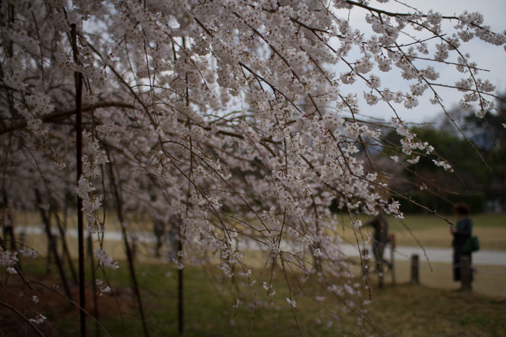 桜散りに
