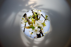 circle sakura