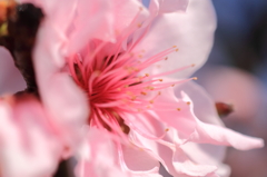 桜色　-pink-