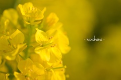 春.nanohana