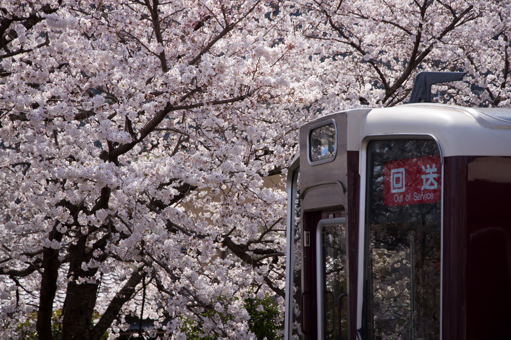 京都の春