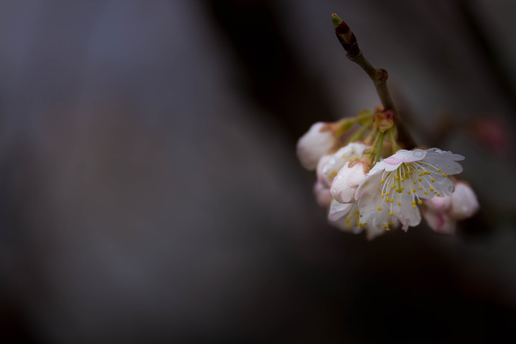 春の風が吹く
