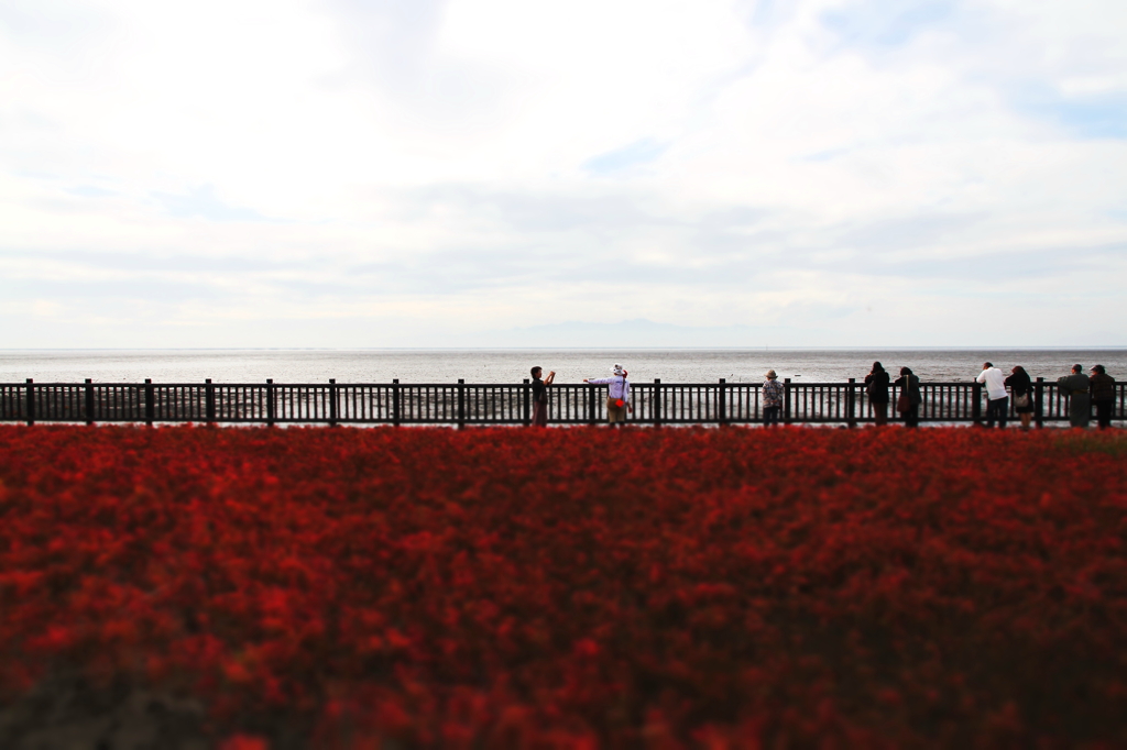 海の紅葉