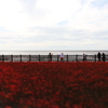 海の紅葉