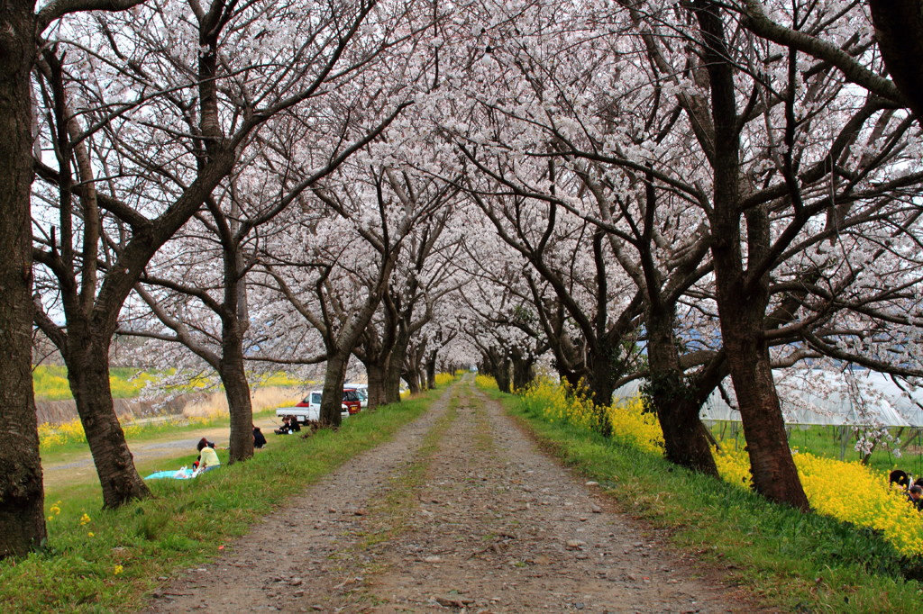 続 桜並木道 冬から春へ By Nyao Id 写真共有サイト Photohito