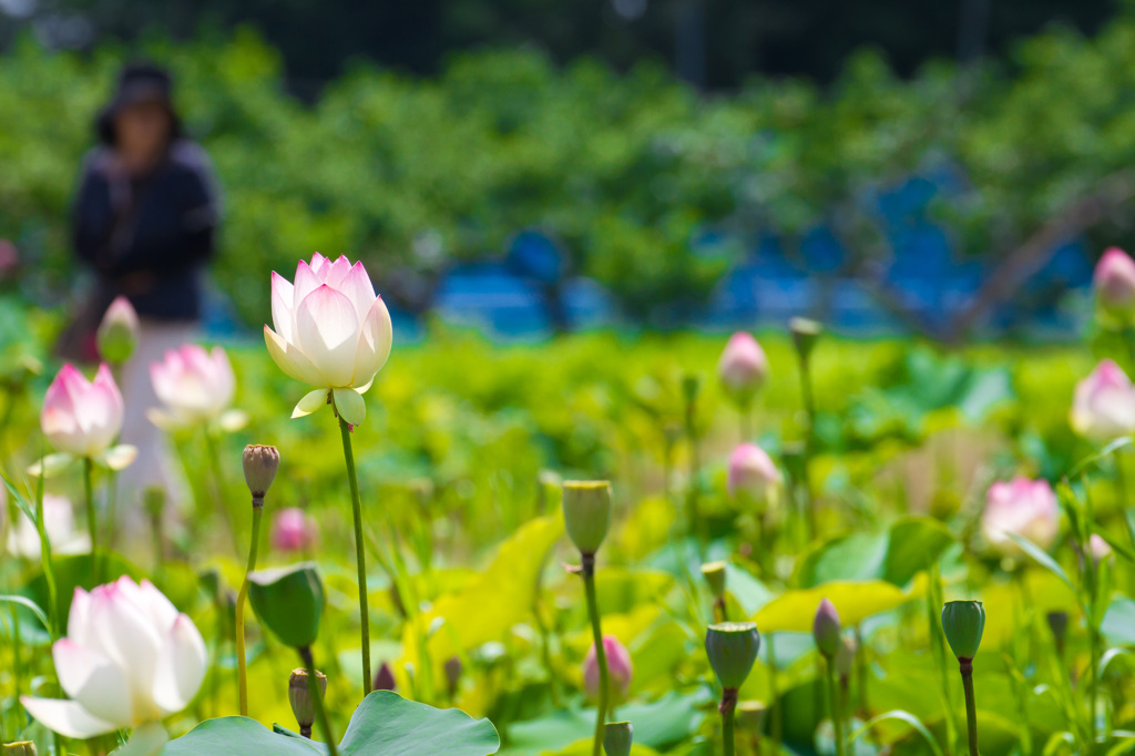 woman of a lotus