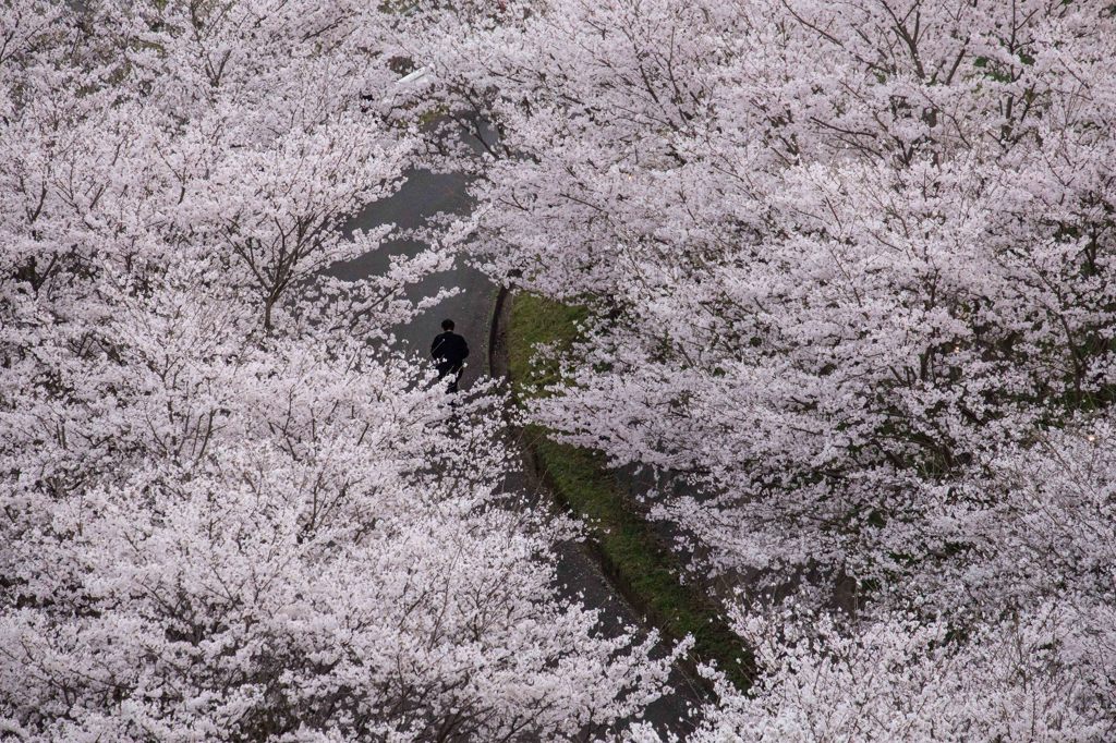 九州福岡桜前線