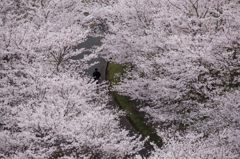 九州福岡桜前線