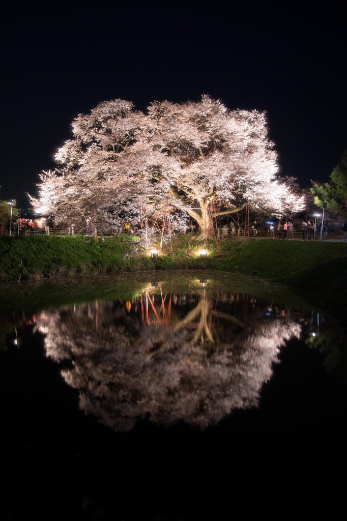 鏡桜