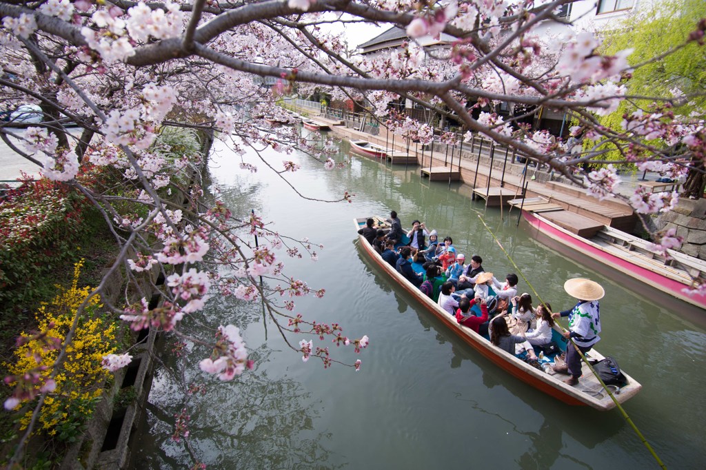 桜流れて
