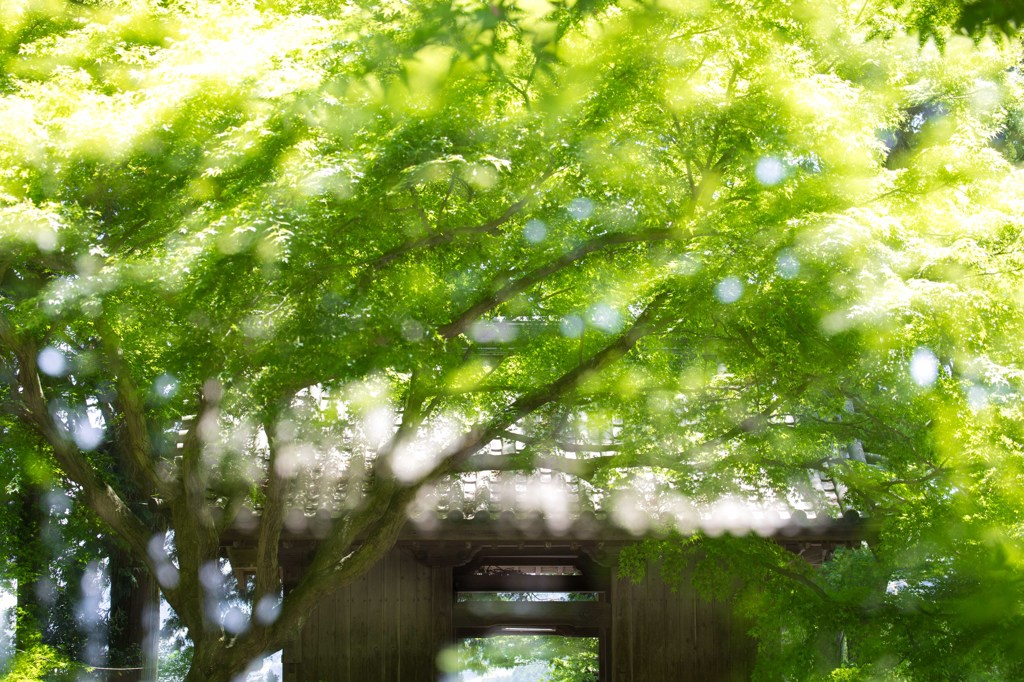 fresh green