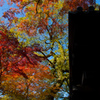 look up at the sky