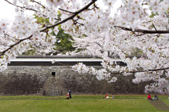 日本の春