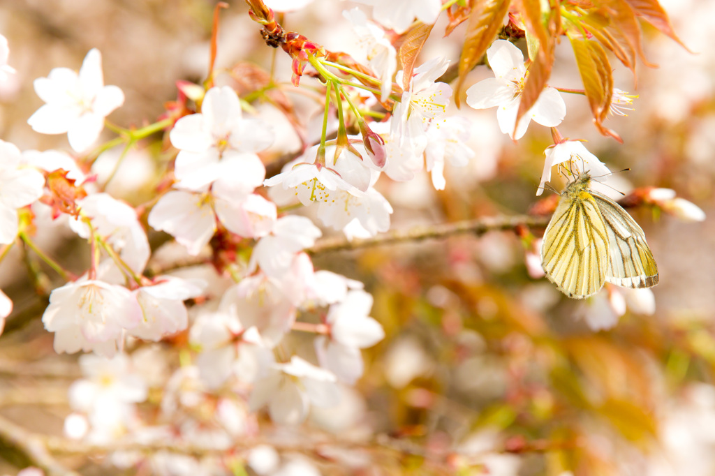 Spring taste