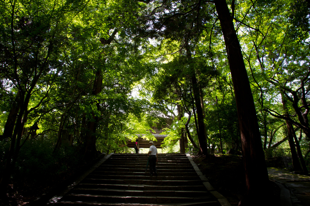 夏の緑