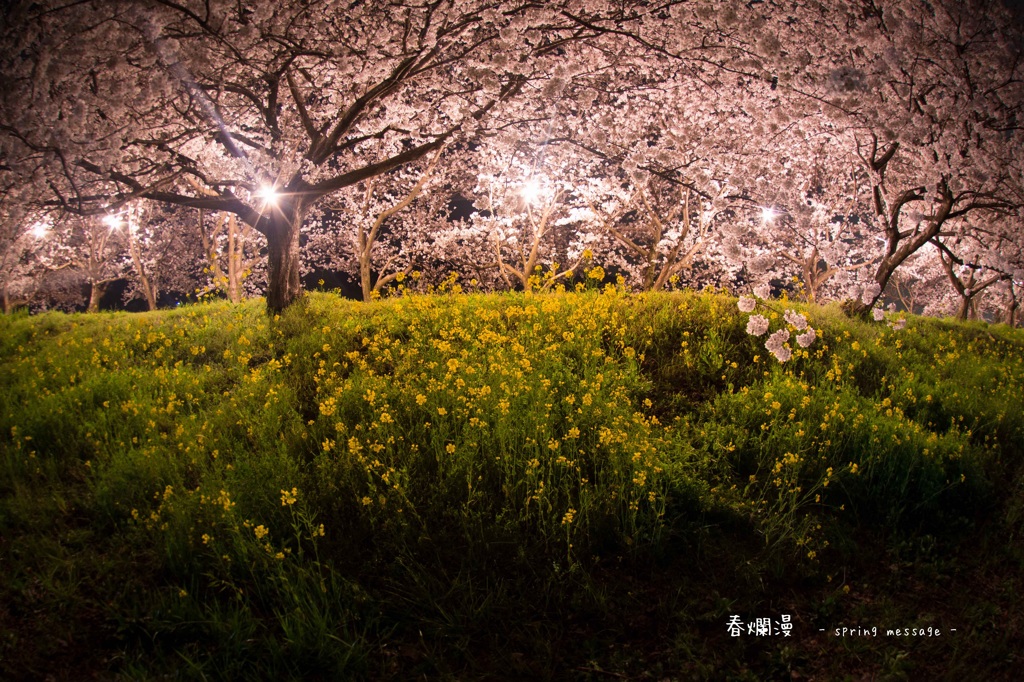 ☆春爛漫