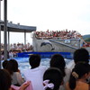 dolphin summer