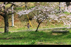 桜みちみち