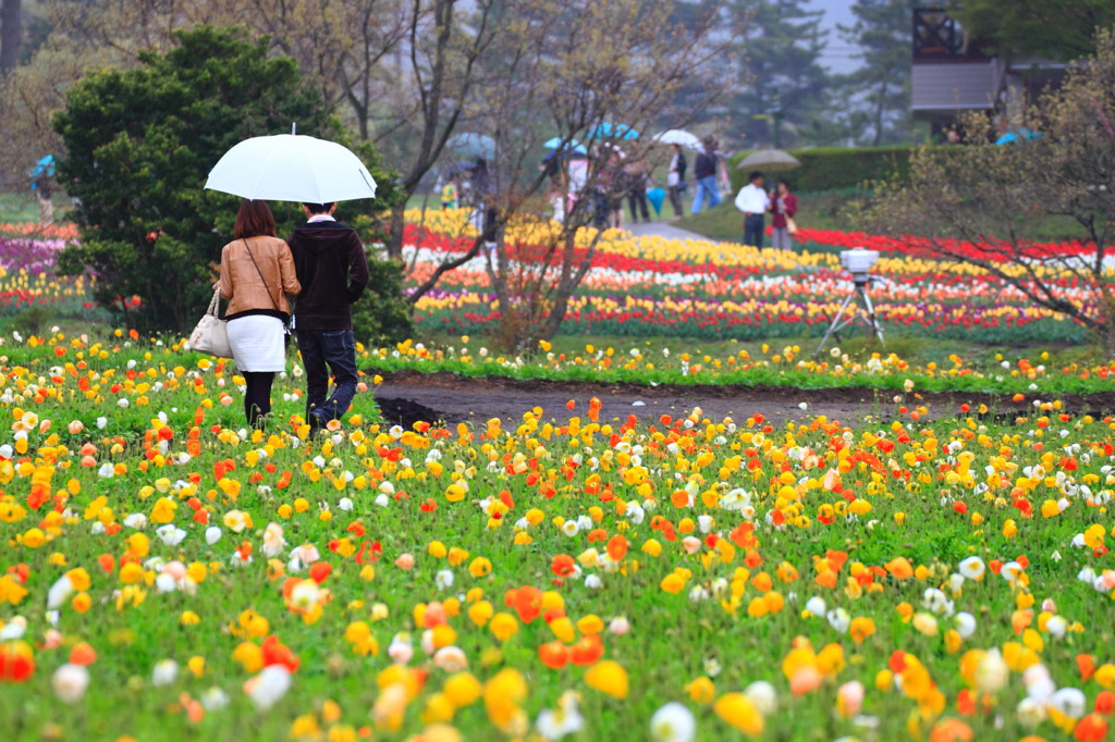 雨の華