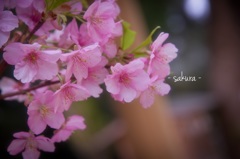 春.sakura