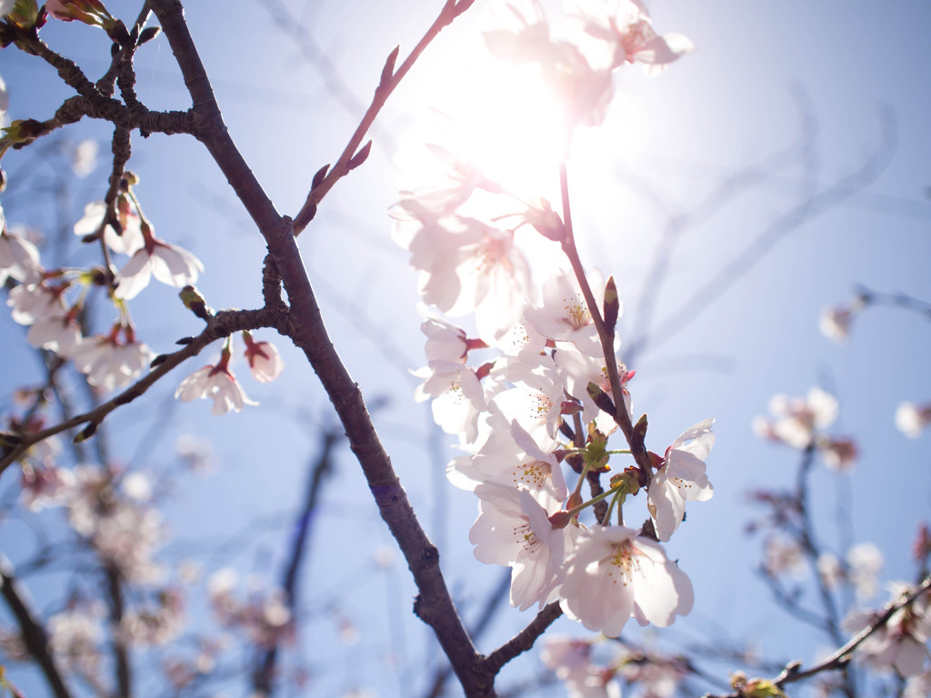 桜の光