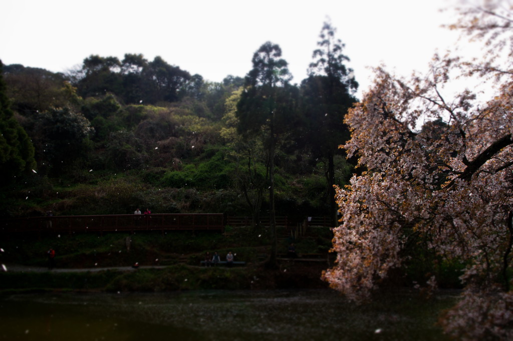 fragrance dances