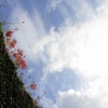 彼岸花.curve