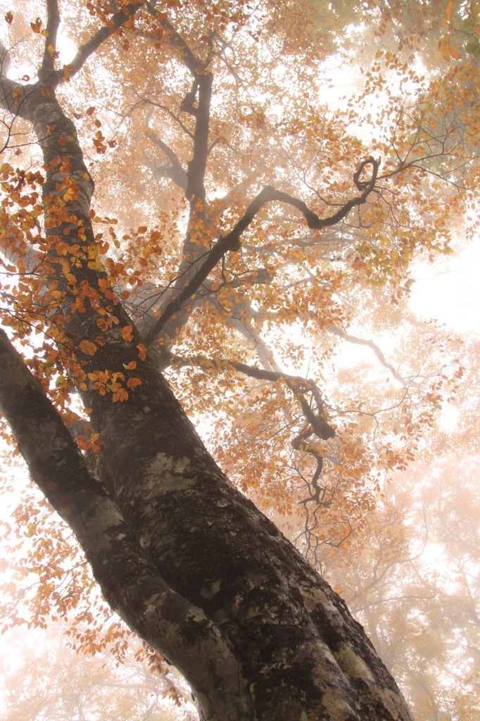 霧と紅葉