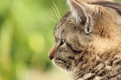 野良猫