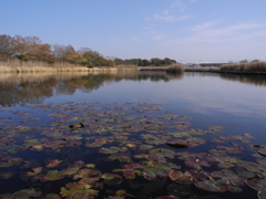 秋の湖面