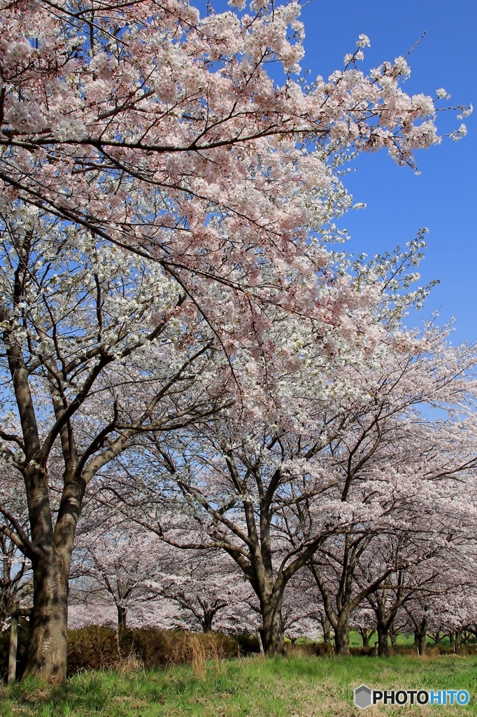 桜の丘