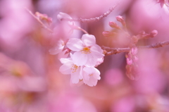桜色に染まり