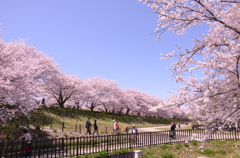 桜の丘　権現堂