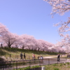 桜の丘　権現堂