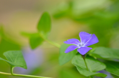 花ぐるま