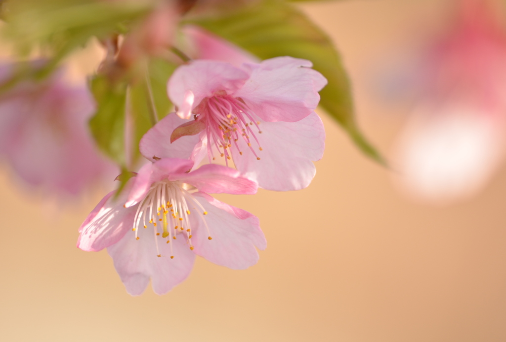 sakura light