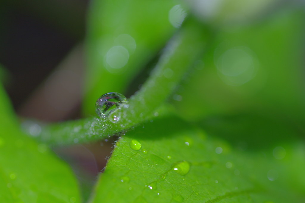 雫