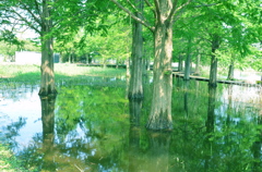 水没した公園